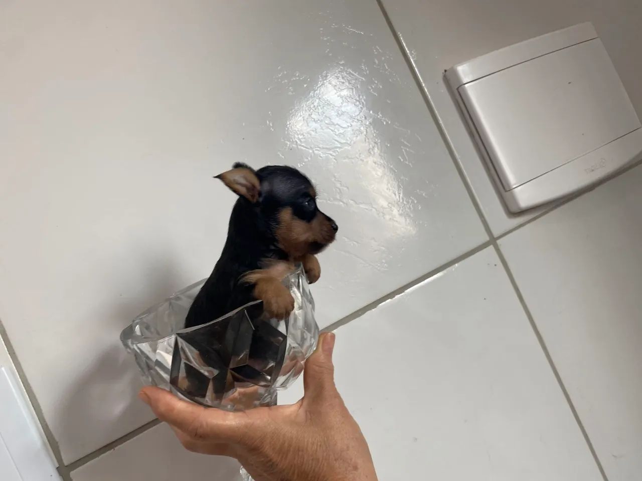 Pinscher zero  - Foto 3