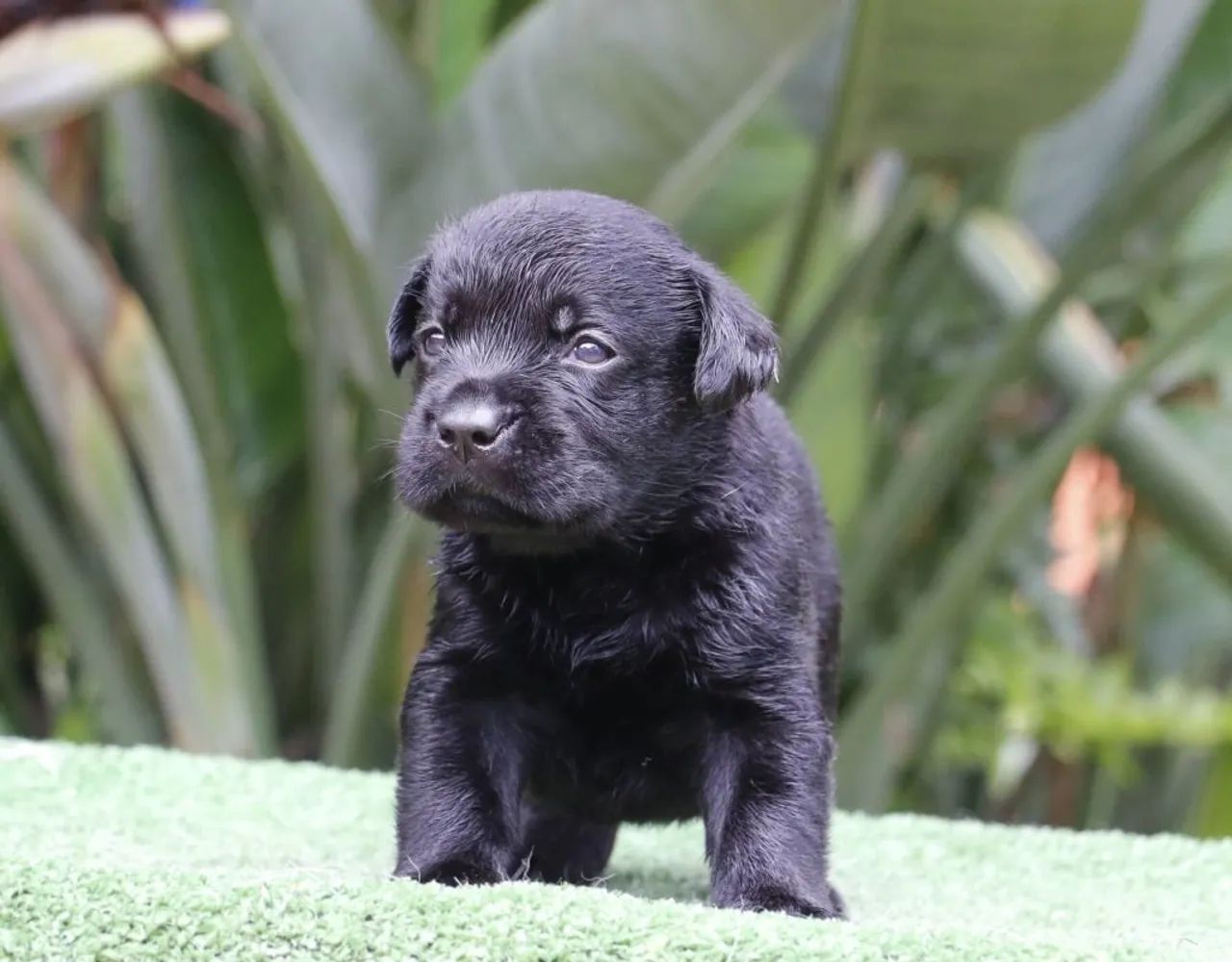 Doasse filhotes de labrador