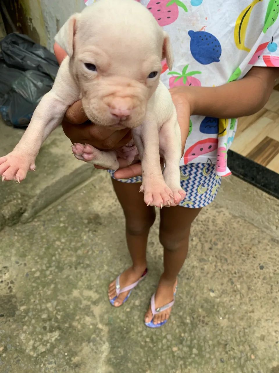 Filhote APBT  American Pitbull  Terrier? Pais no Local! Pai Amarelo ? Mãe Marrom ?  - Foto 2