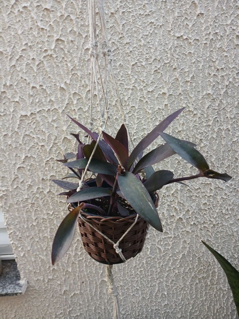 Planta - Foto 5