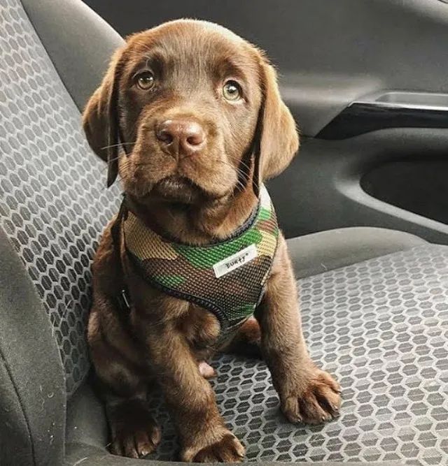 Labrador Companhia que dá segurança