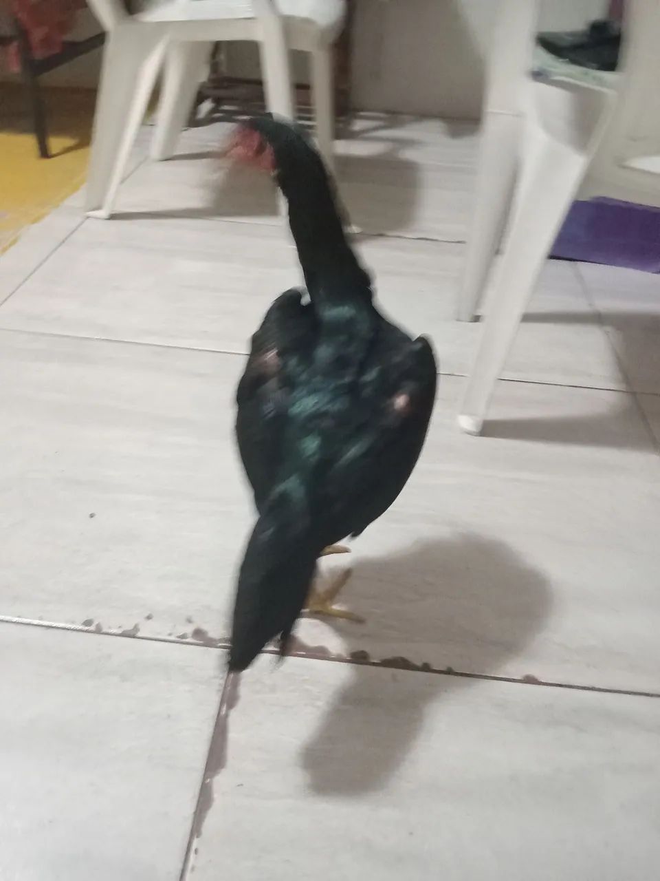 Galinha 65048973219331121