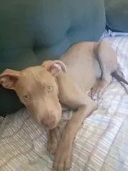 Cachorro pitibull - Foto 2