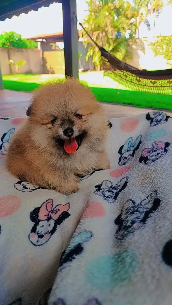 Spitz alemão  Macho - Foto 2