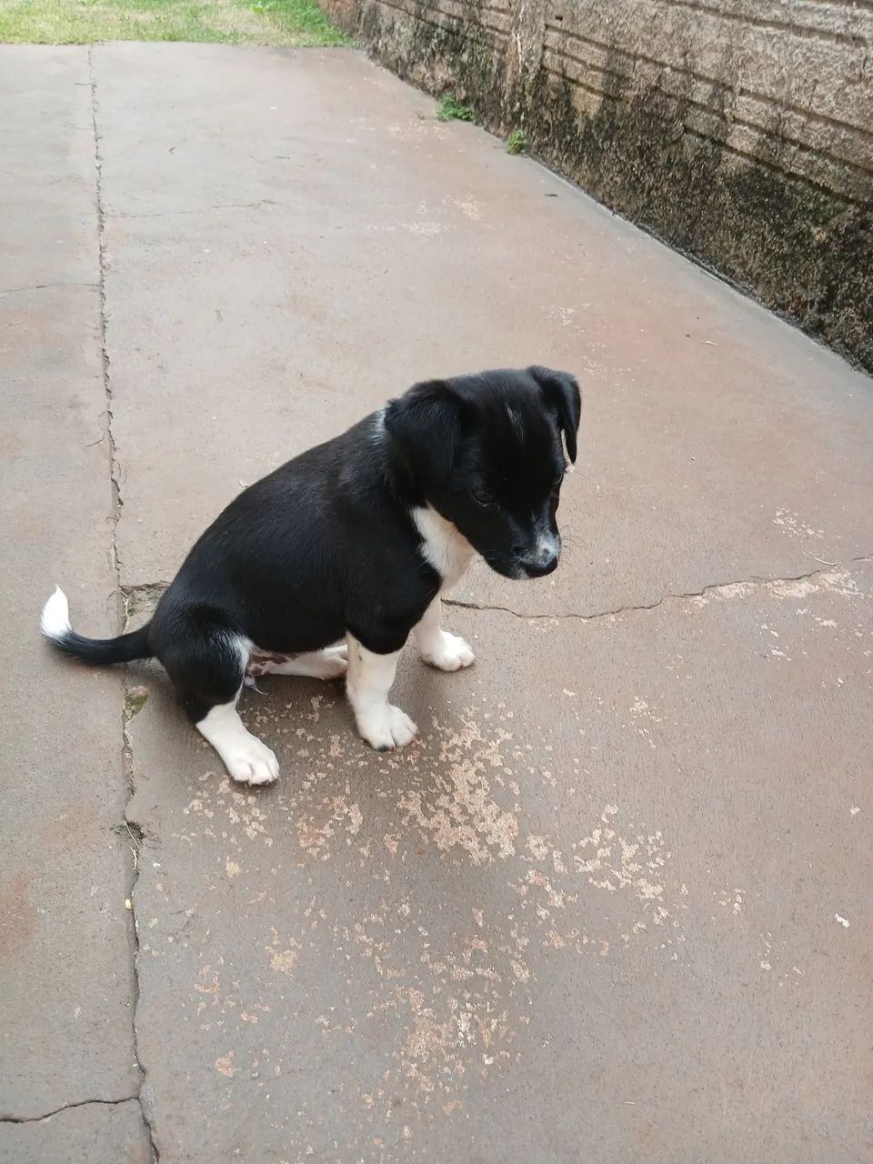 Doa-se cachorrinha. - Foto 2