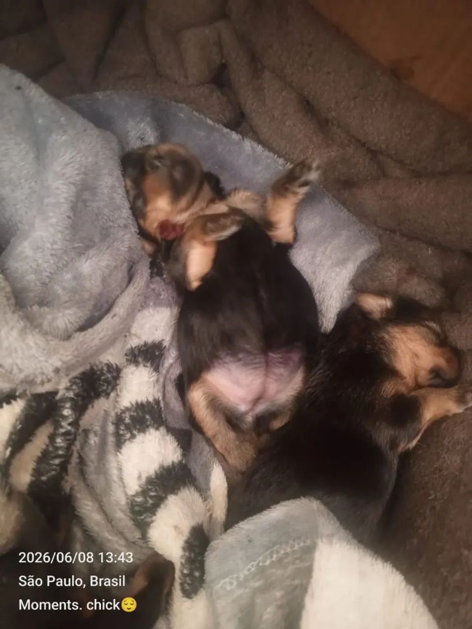 EN VENTA CACHORROS YORKIE TERRIER  - Foto 4