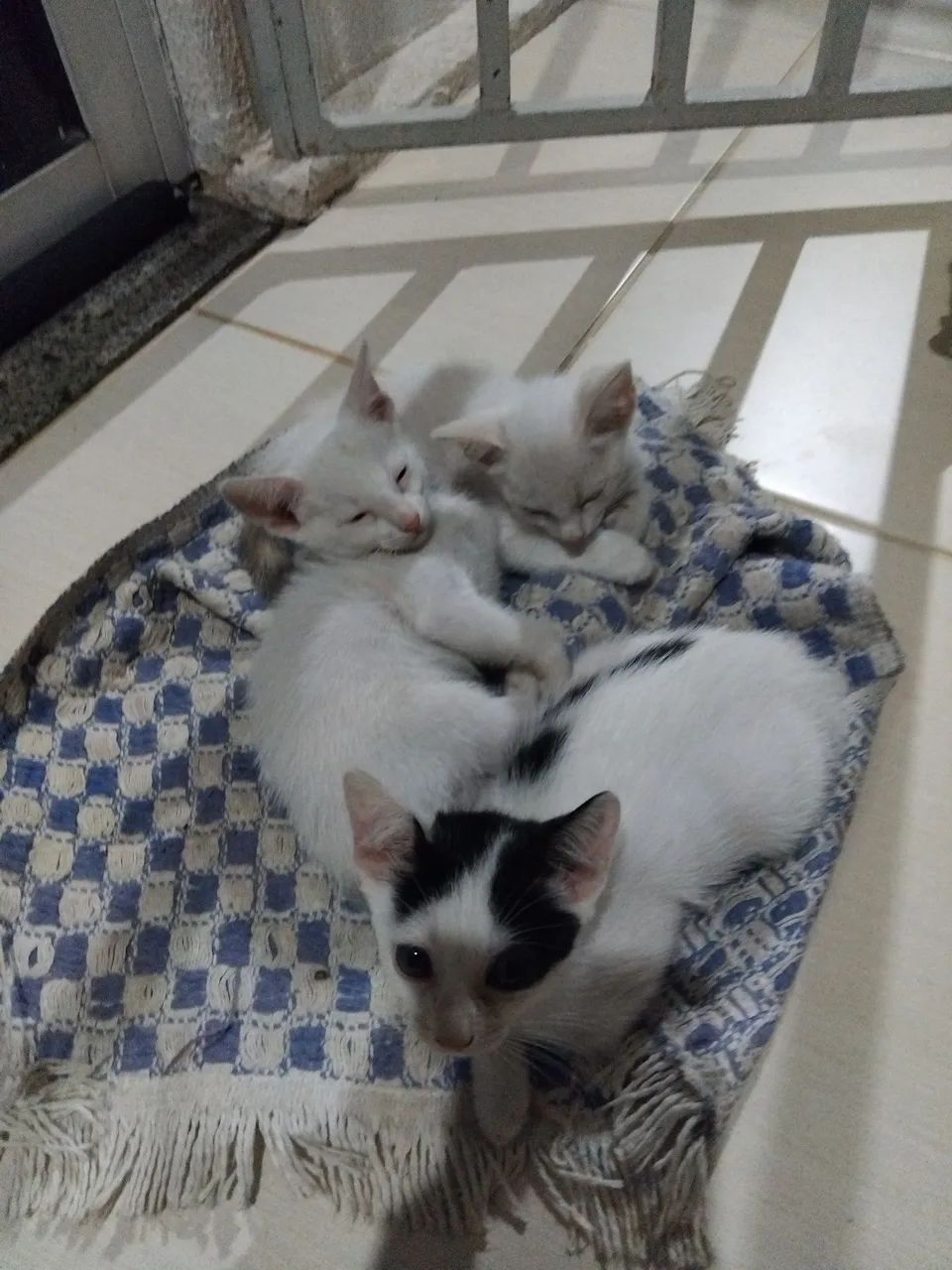 Doação  - Foto 2