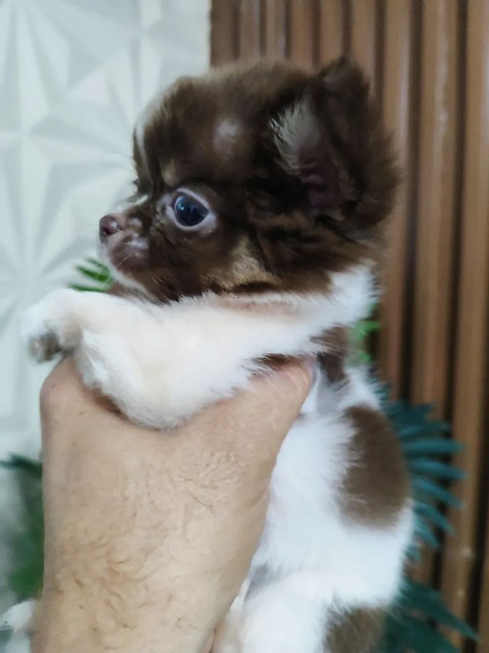 Chihuahua  - Foto 5
