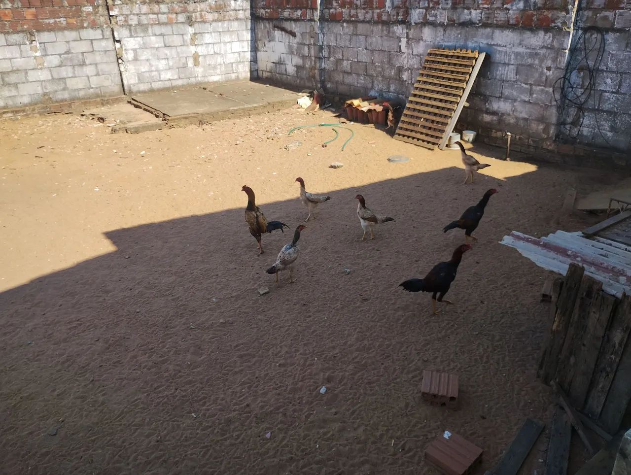 Frangos e galinhas de raça 