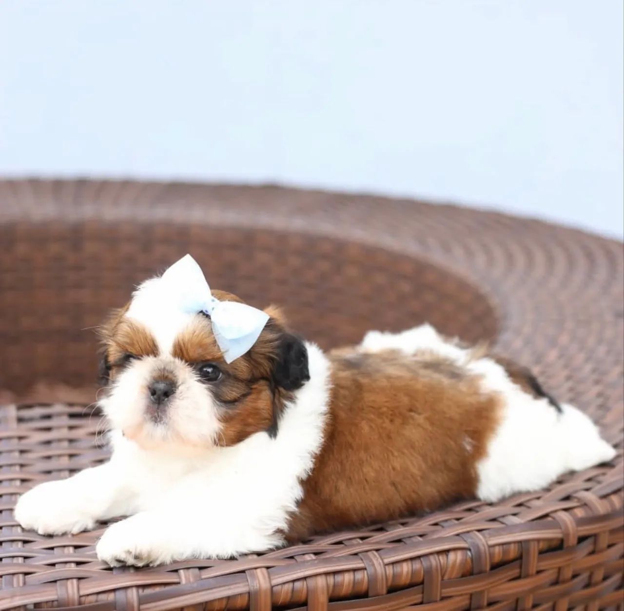Shihtzu micro fêmea e macho  - Foto 2