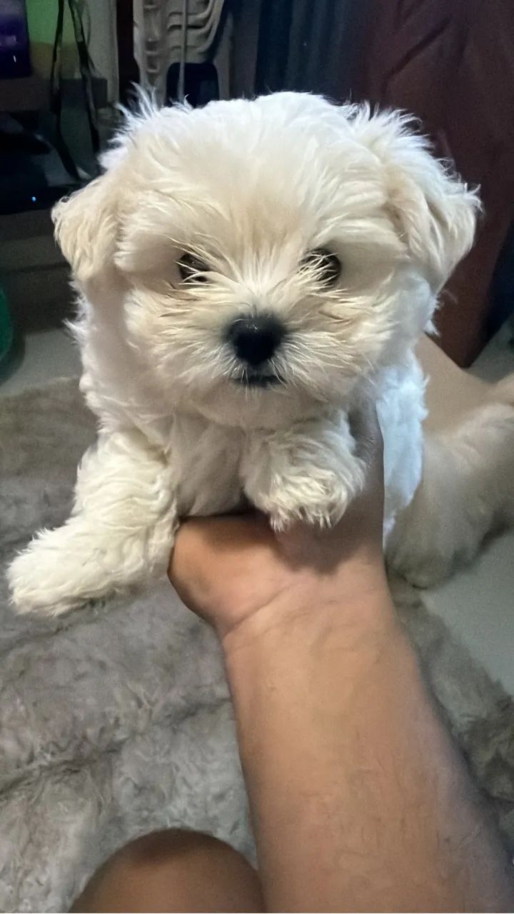 Maltês macho - Foto 2