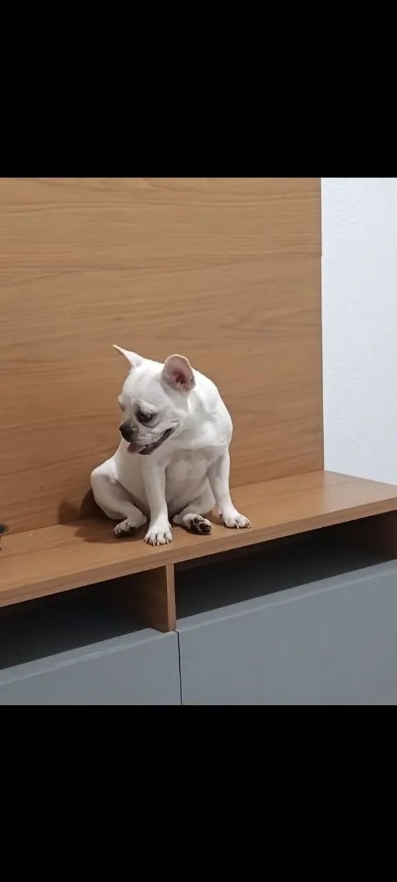 Casal de Bulldog francês  - Foto 4