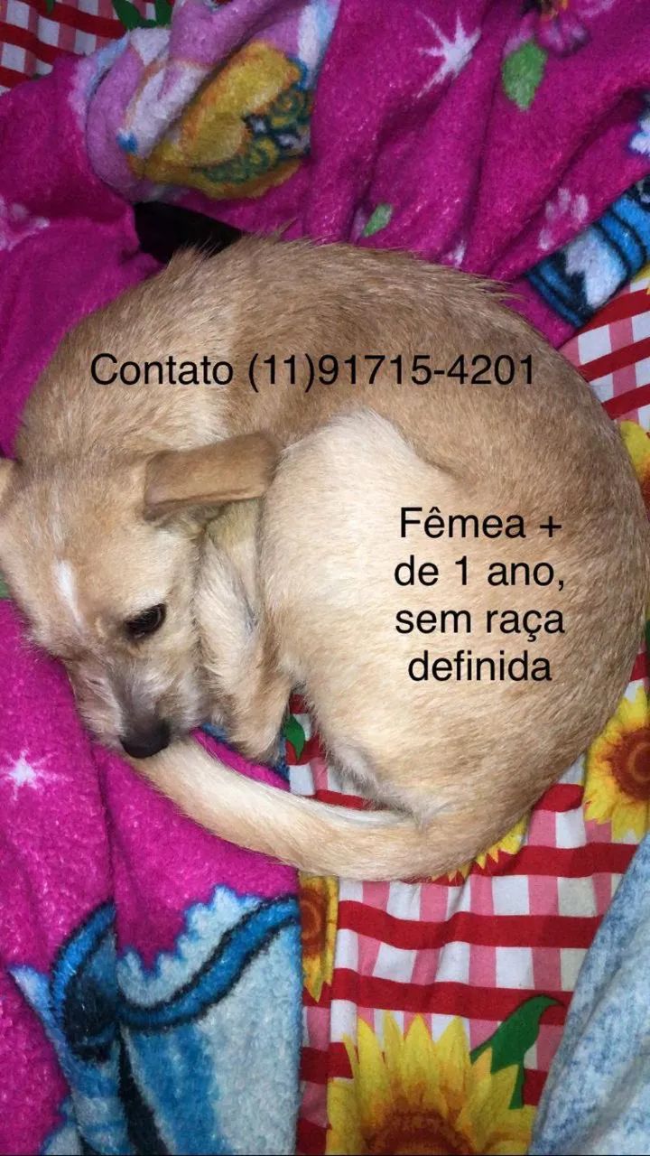 Cachorros - Foto 2