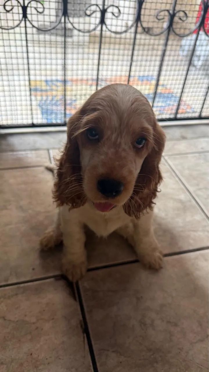Cocker spaniel fêmea  - Foto 2