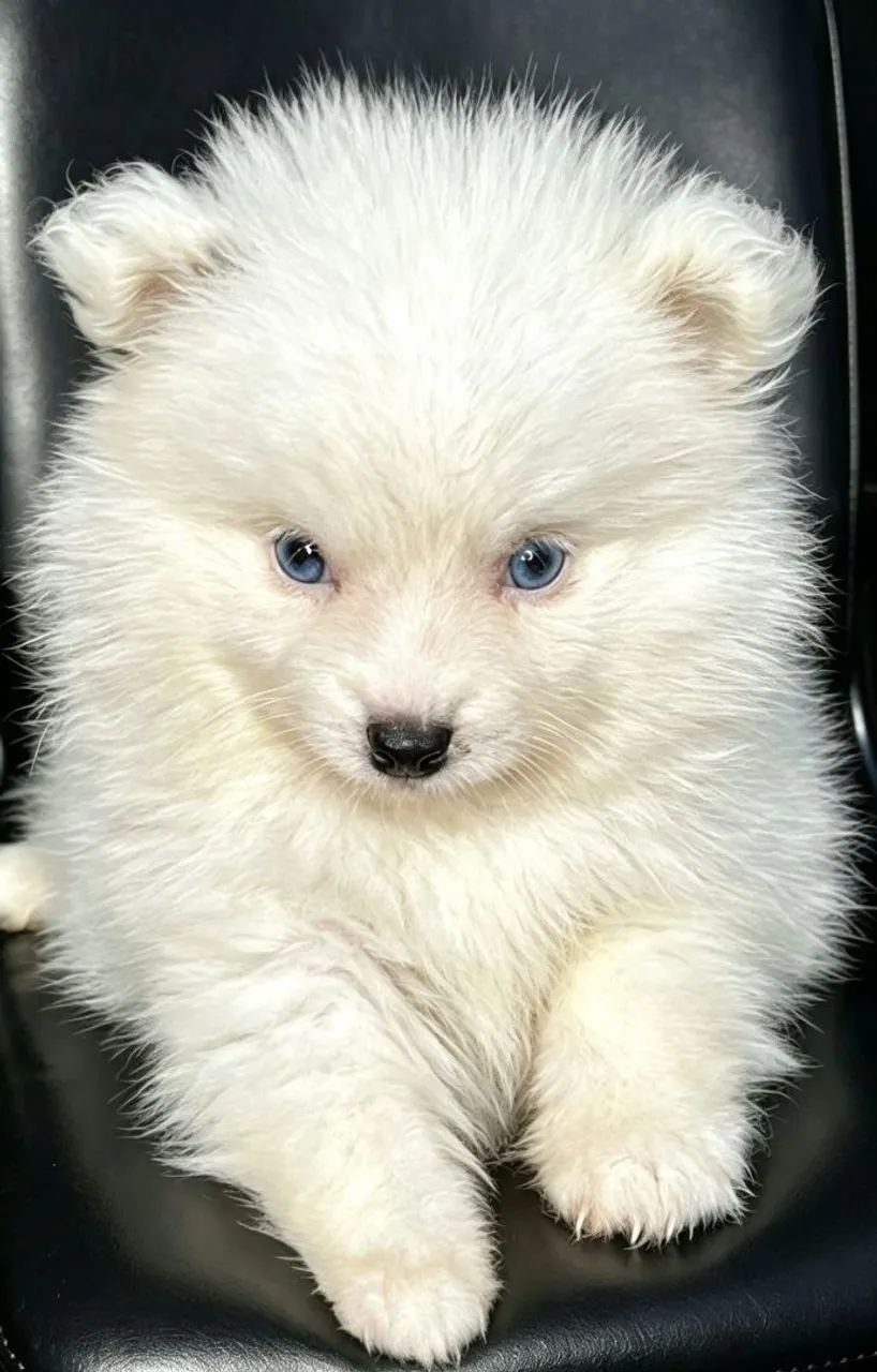 Pomsky mini husky siberiano  - Foto 2