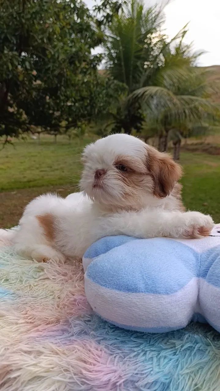 Shihtzu  - Foto 5