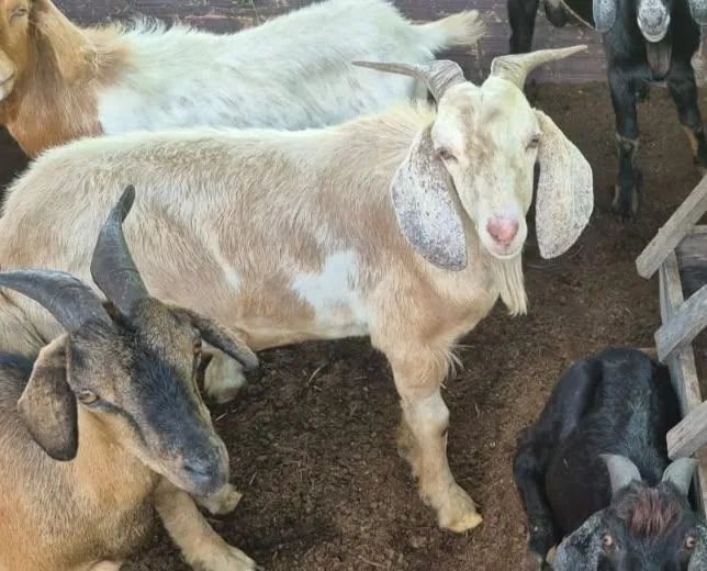 Cabras e bodes - Foto 2