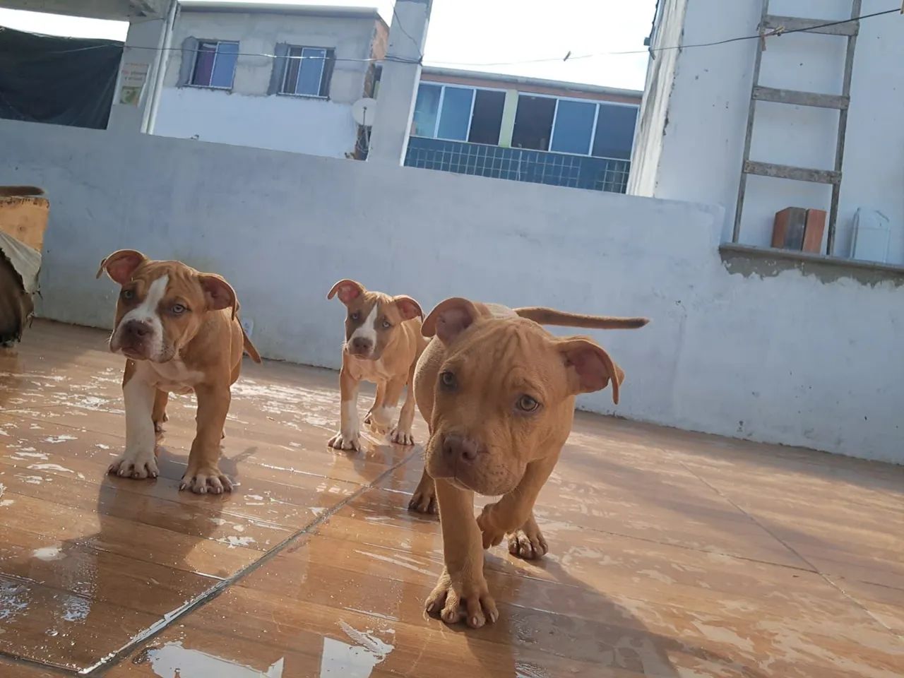 American bully - Foto 4