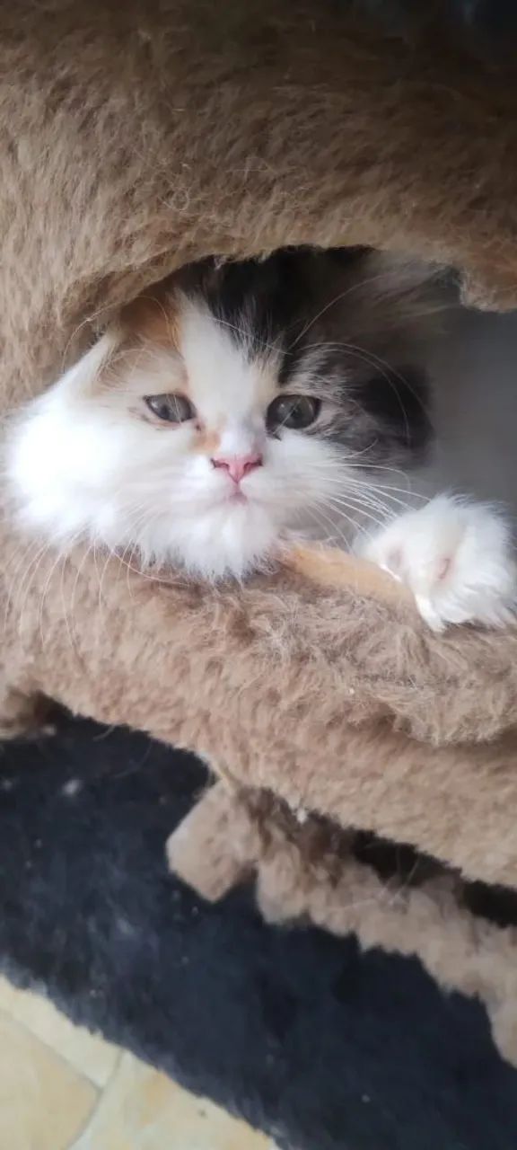 Persas Dollface Americanos  - Foto 2