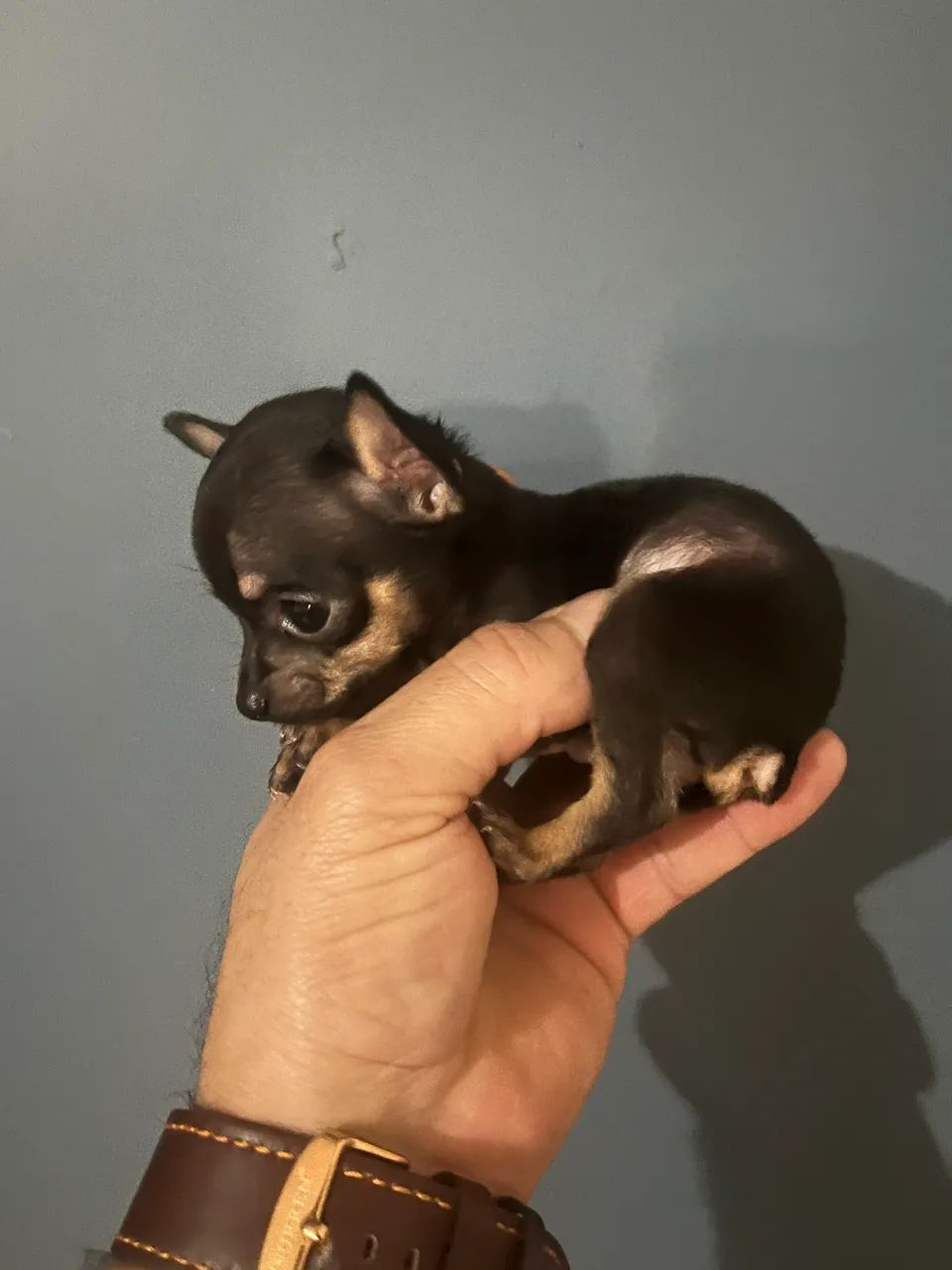 Pinscher zero machinho - Foto 4