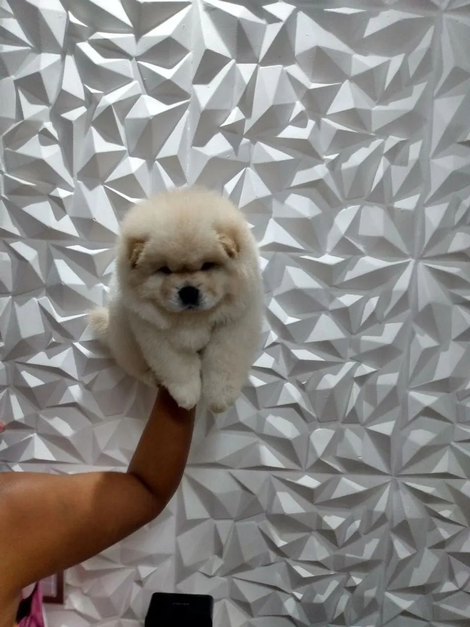 Chow chow americano top demais  - Foto 4