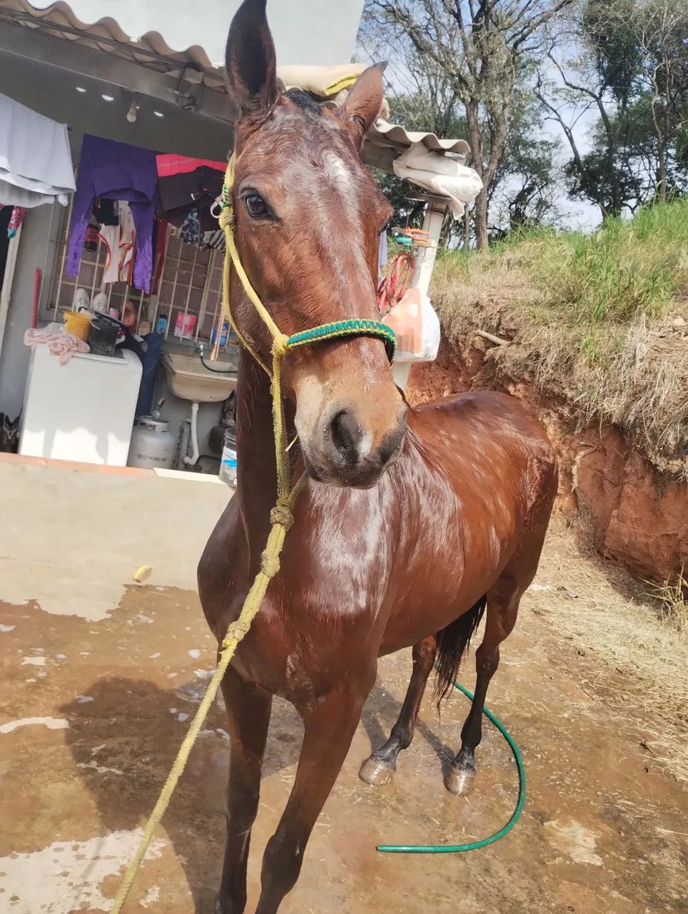 Cavalos e cela pra vender  - Foto 6