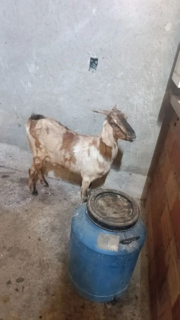 Cabras e cabritos  - Foto 3