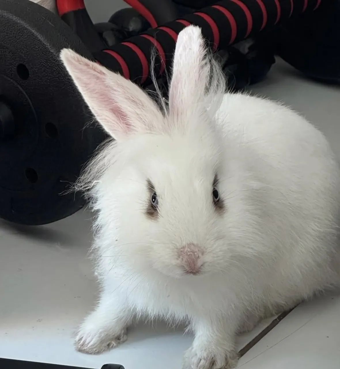 Mini coelho 