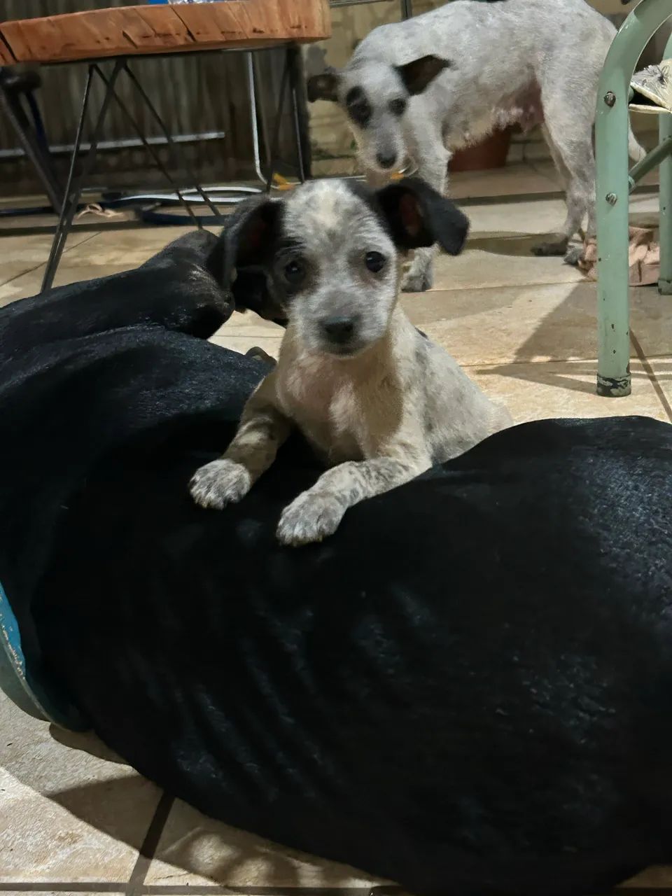Adote !  - Foto 2