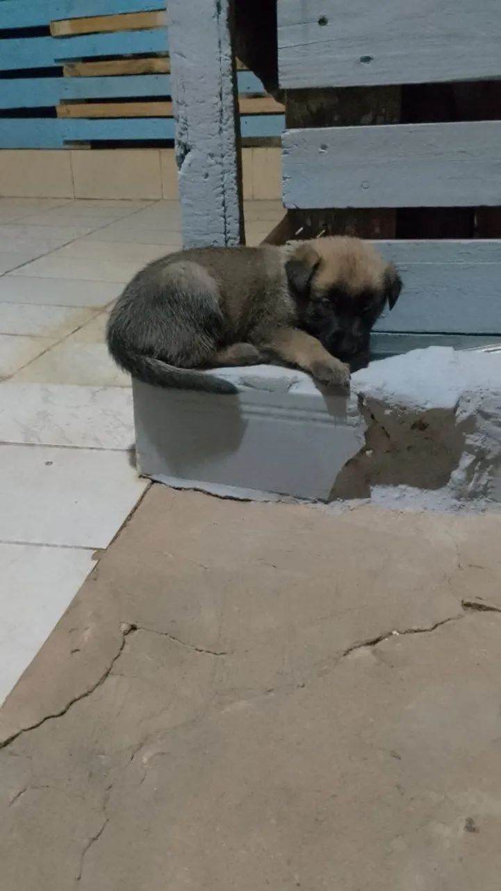 Pastor malinois  - Foto 3