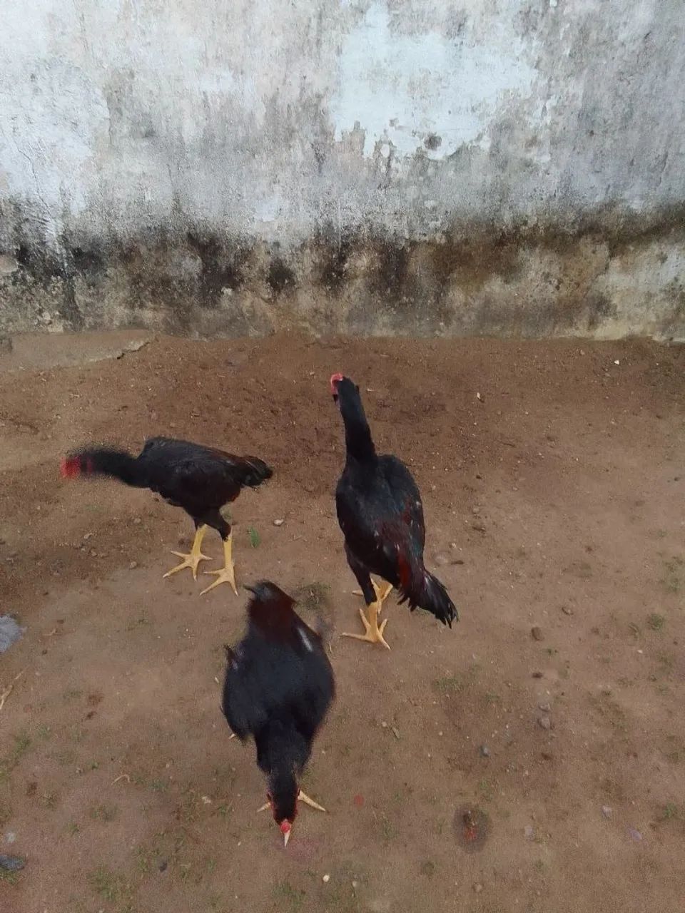 Frango indiano 50$ a unidade  - Foto 2