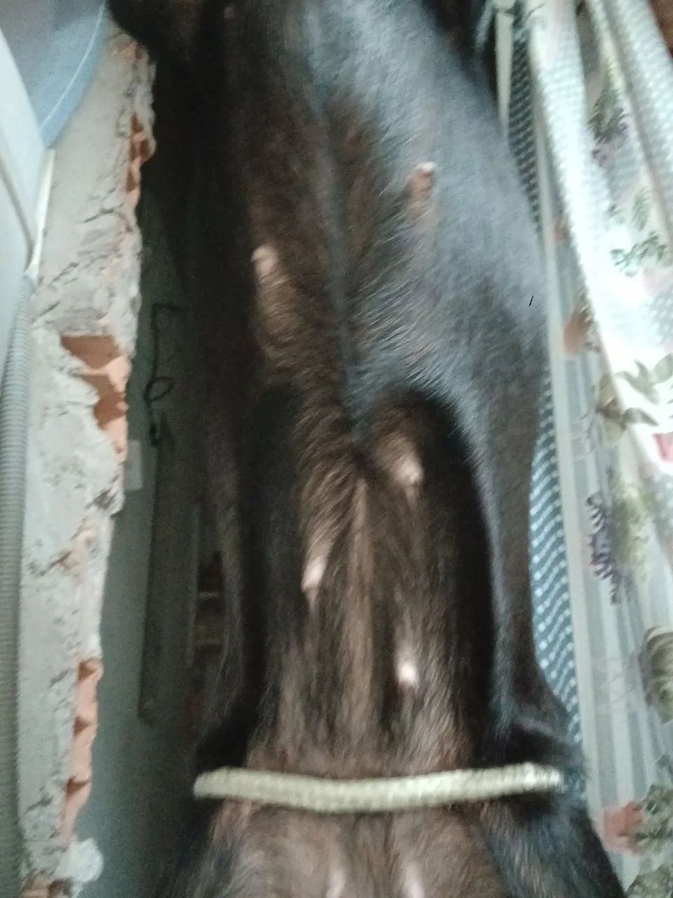 Adoção responsavel - Foto 4