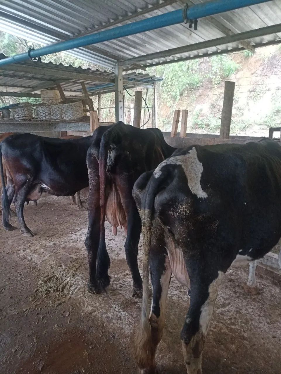 Vendo equipamento e animais para produção de leite!! - Foto 5