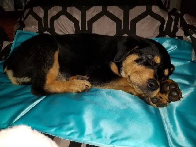 Filhotes de Rottweiler | Filhotes super calminhos!