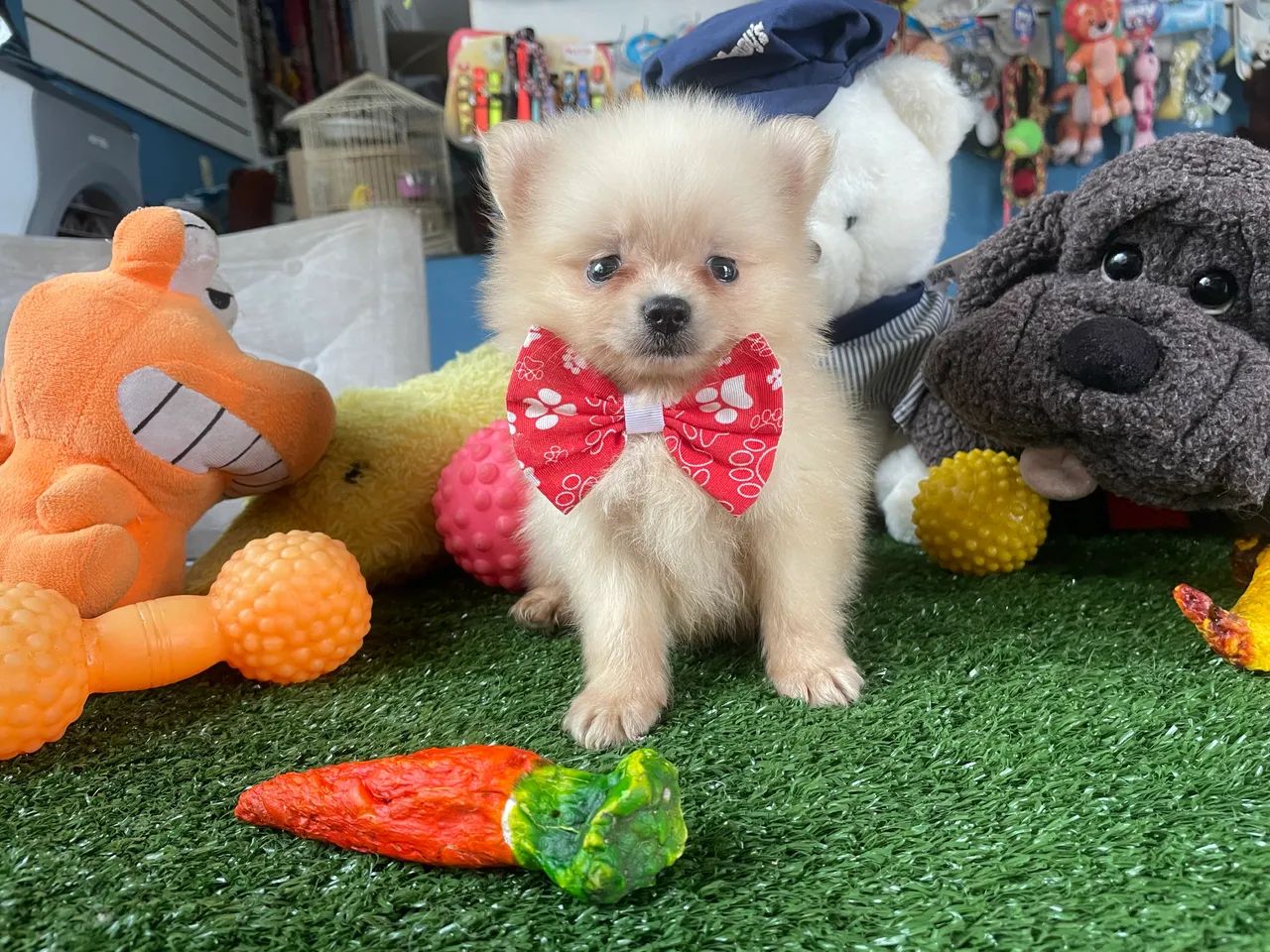 Spitz alemão macho!!