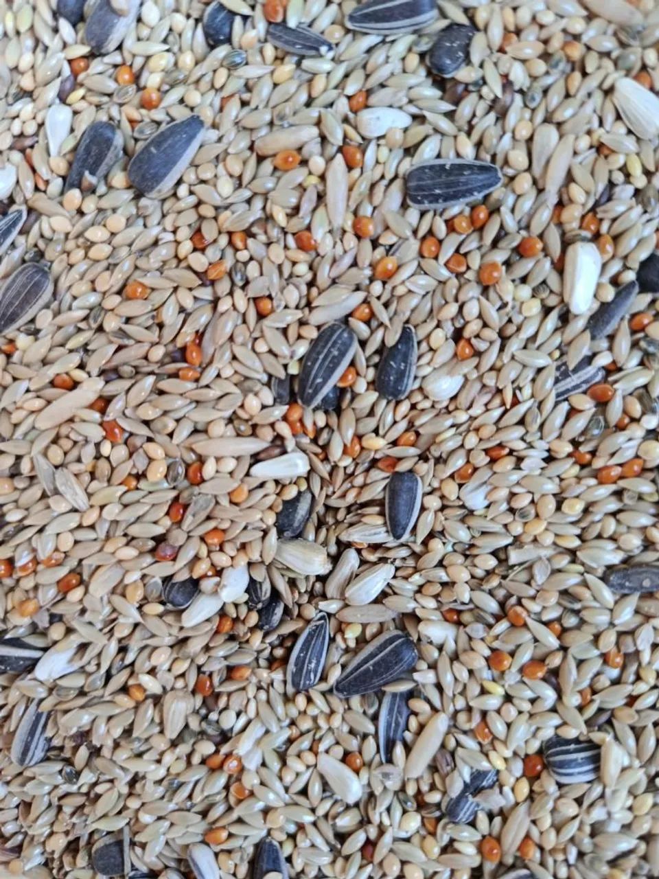 Sementes para aves  - Foto 4