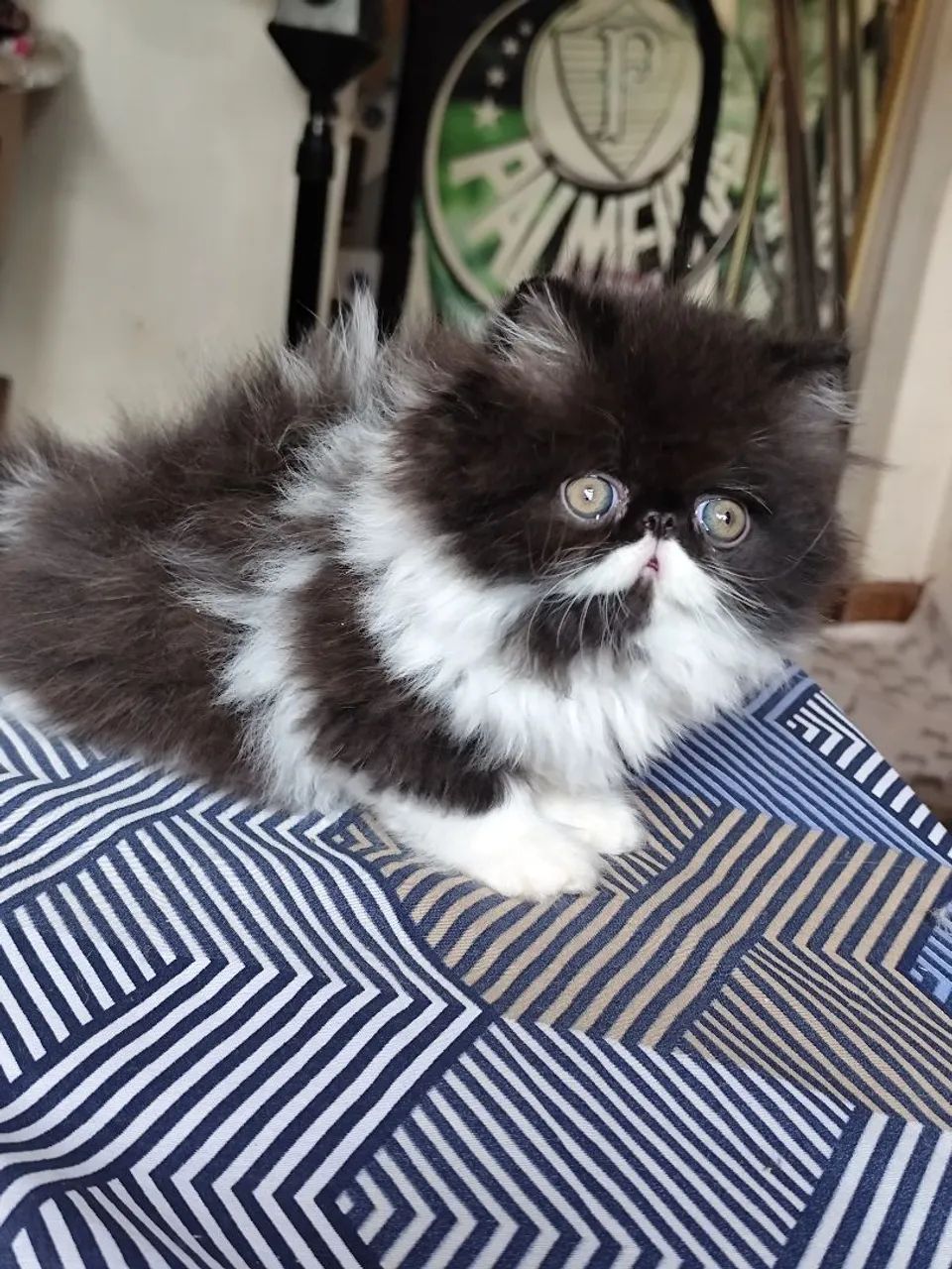 Gato persa macho - Foto 3