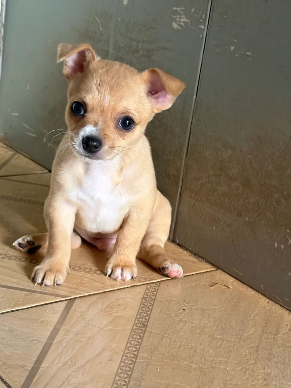 Chihuahua  - Foto 2