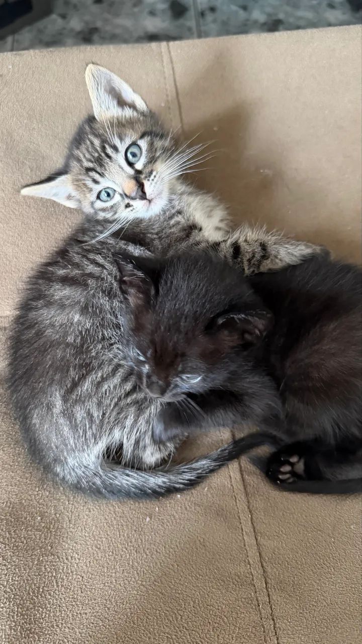 Doa-se filhotes de gato - Foto 6