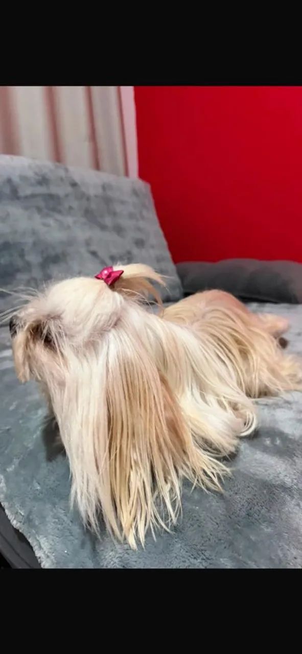 Shihtzu 