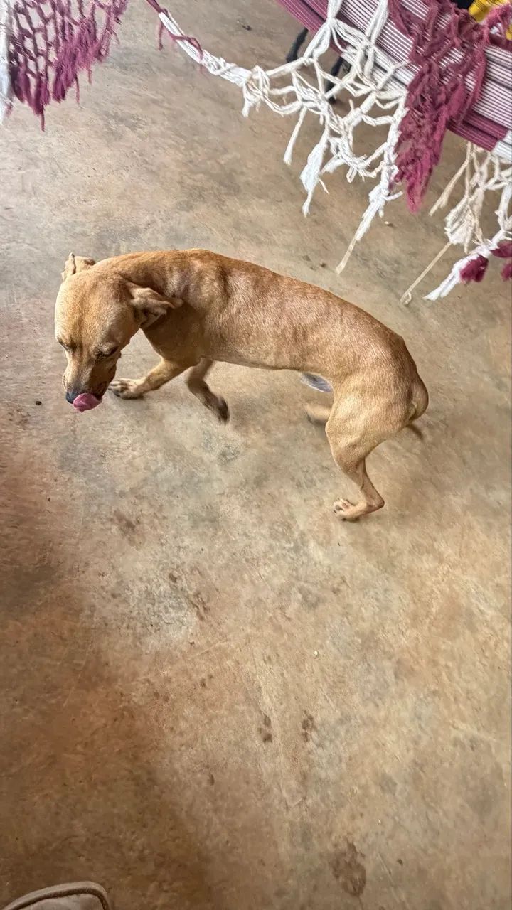 Doação de cachorros - Foto 2
