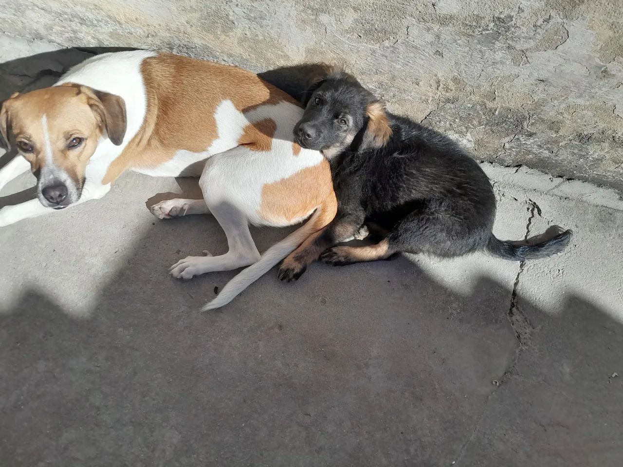 Doacao de filhote de cachorro
