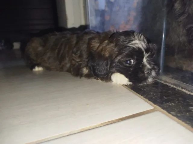 Vendo filhotes de shitzu  - Foto 4