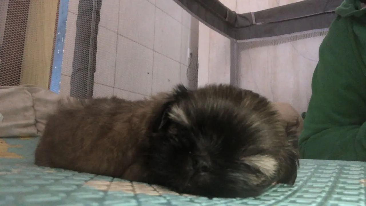 Animais de estimação cachorro  - Foto 2