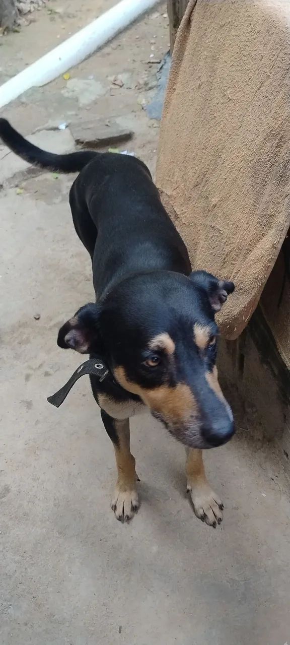 Cachorro 