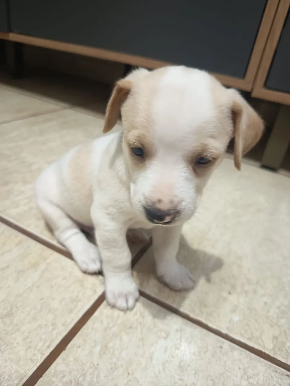 Doação cachorrinho - Foto 2