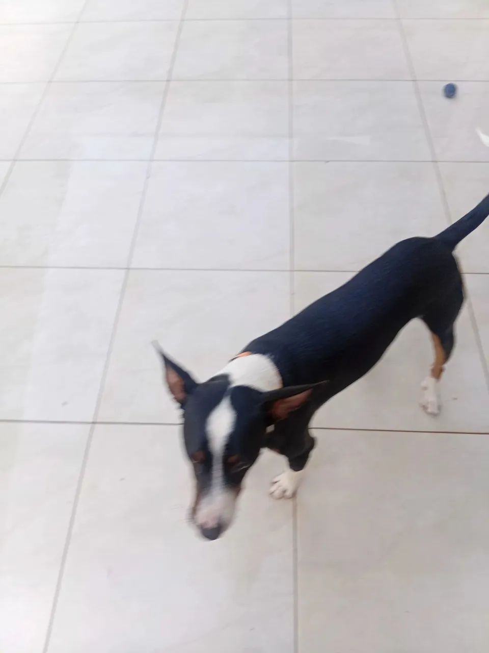 Doação de um cachorro nome( piter)  - Foto 2
