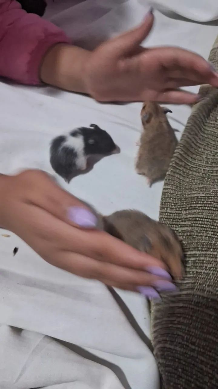 Hamster  - Foto 3