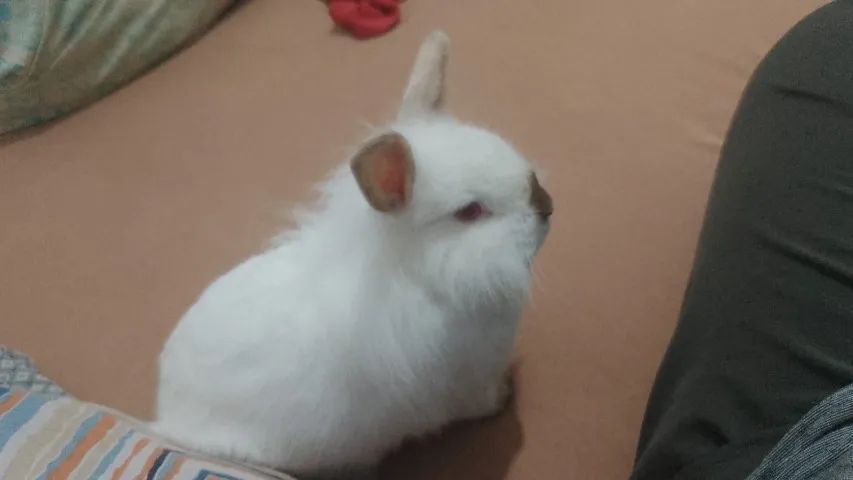 Vende-se coelho  - Foto 3