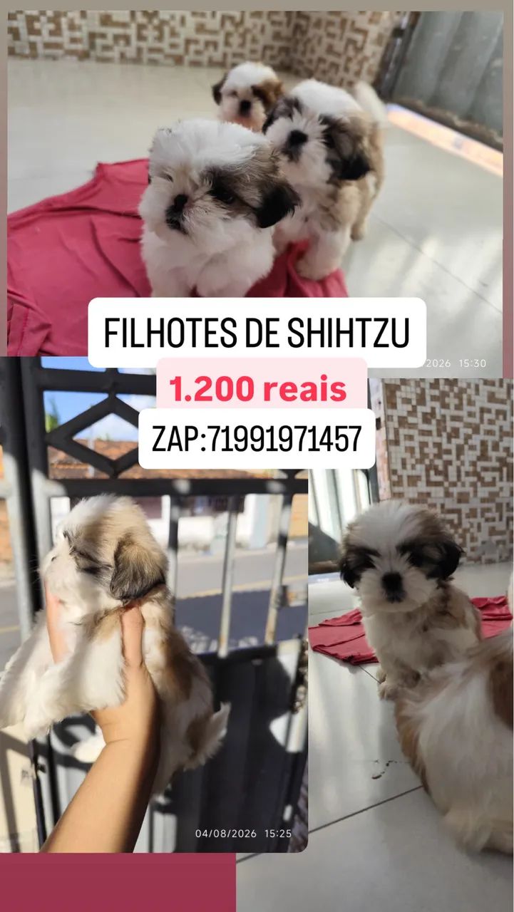 FILHOTES DE SHIHTZU 